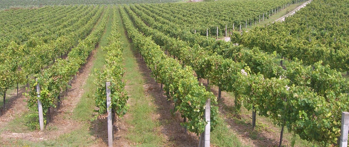 Diploma nacional - PEPAC: Reestrutura&ccedil;&atilde;o e convers&atilde;o de vinhas